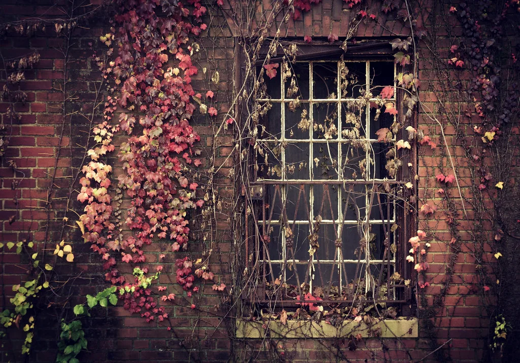 Broken-paned window surrounded by vines on a brick wall.