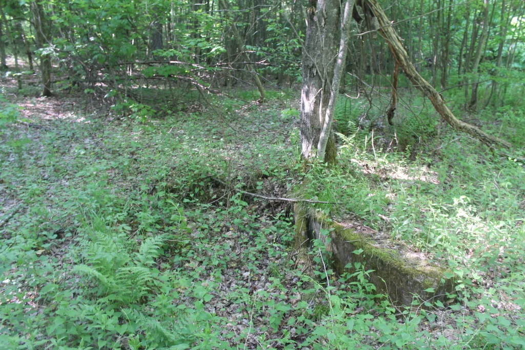 Foundation remains covered in moss and plants in a forest.