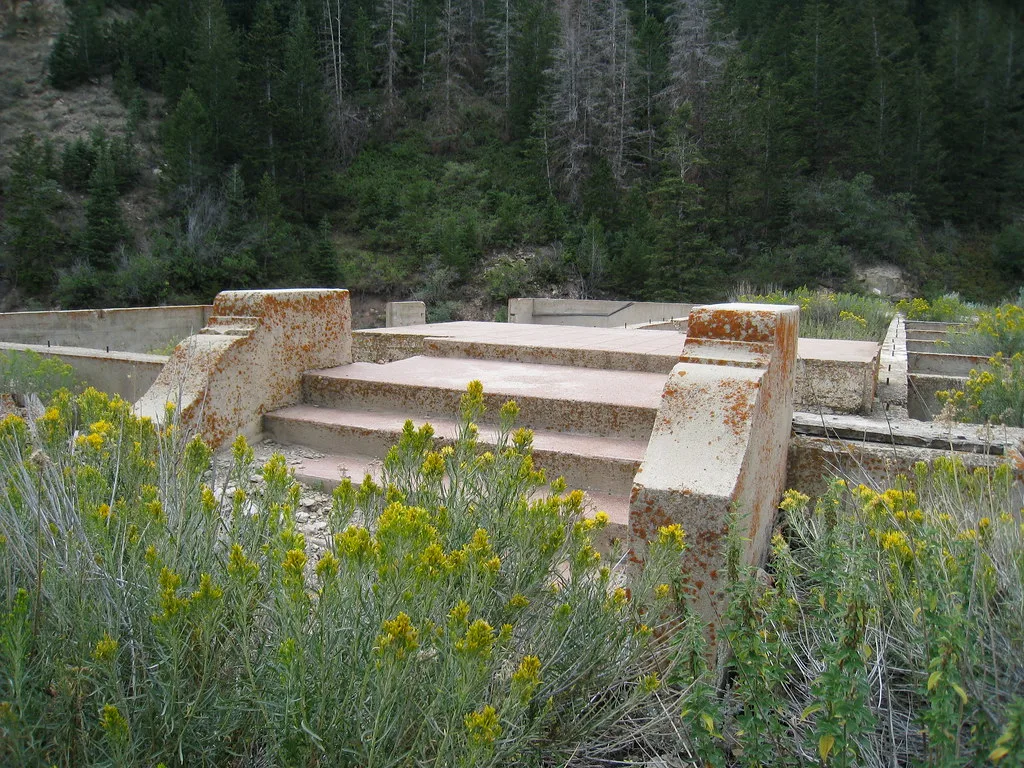 Old concrete steps among foundations overgrown with wildflowers.