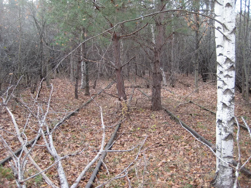 Anciennes voies ferrées presque ensevelies sous les feuilles au milieu de la forêt.