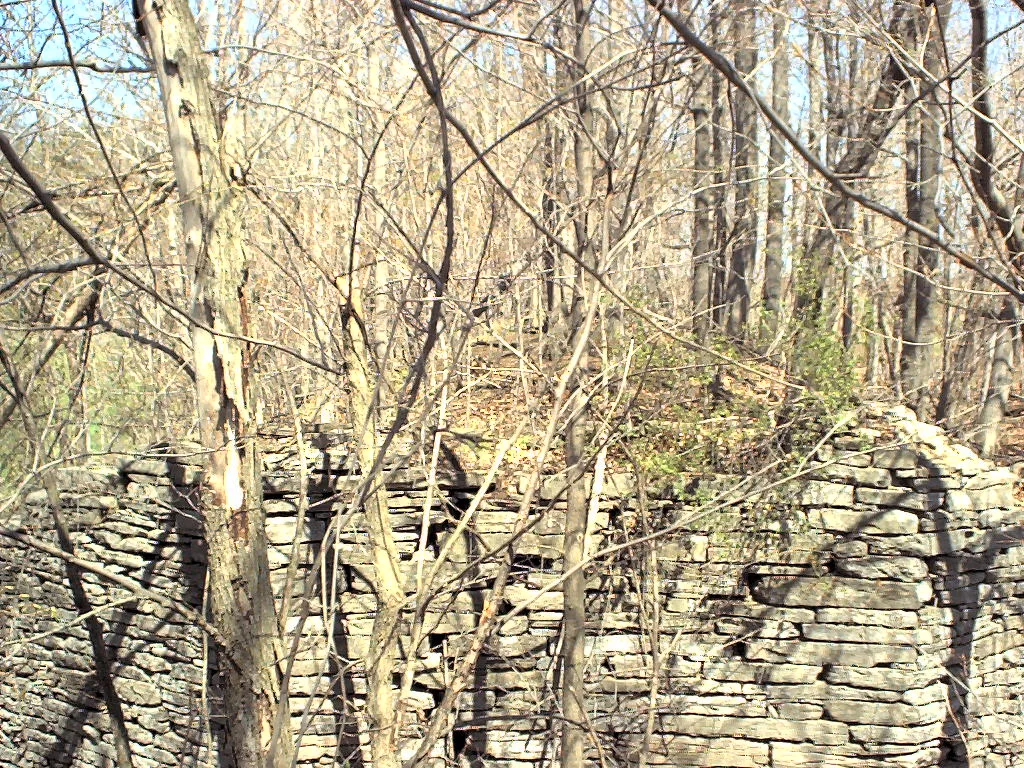 Ruined stone walls overgrown by woodland.