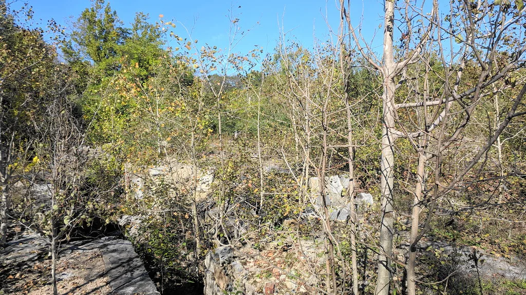 Ruined stone and concrete walls buried beneath young trees and brush.