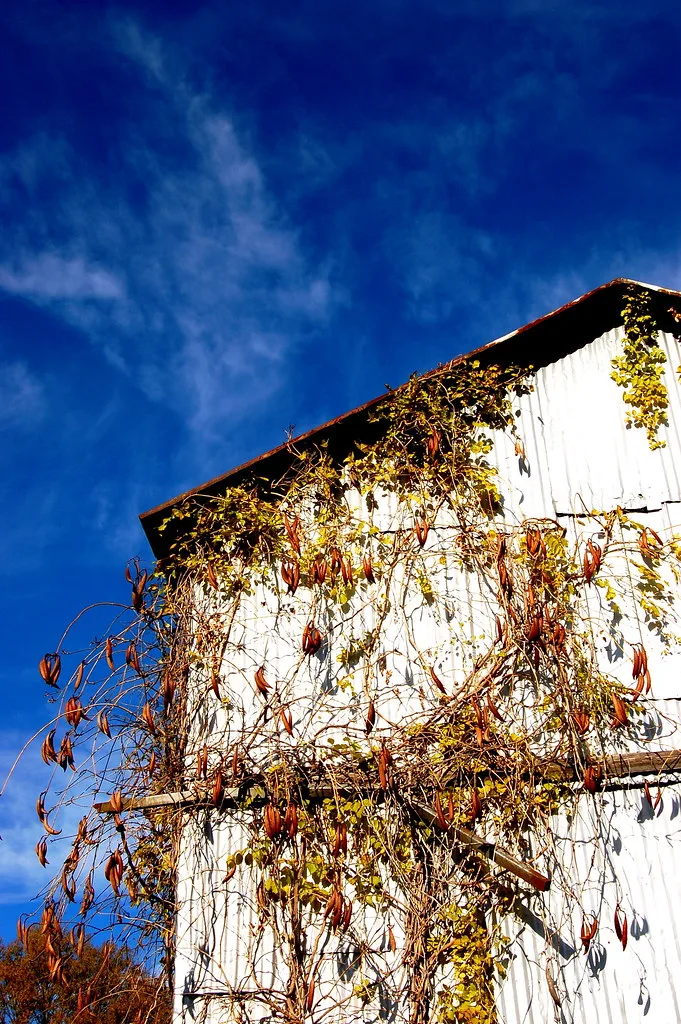 Old wooden facade overgrown with vines beneath a blue sky.