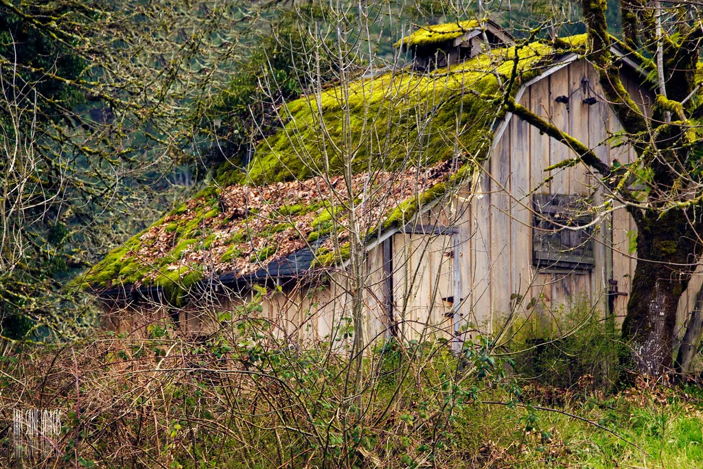 Old wooden structure with a moss-covered roof among trees.