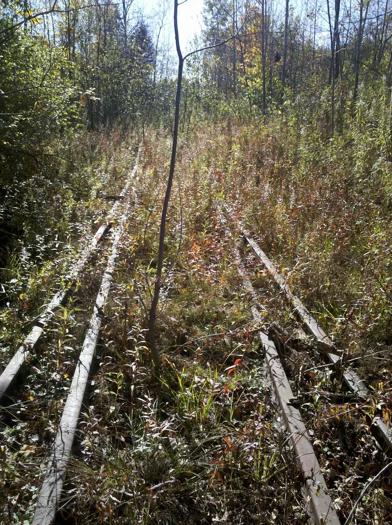 Old railway track overgrown with tall grass and young trees.