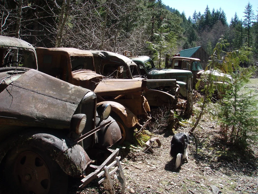 Row of rusty old trucks with missing windscreens overgrown by branches in a wooded yard.