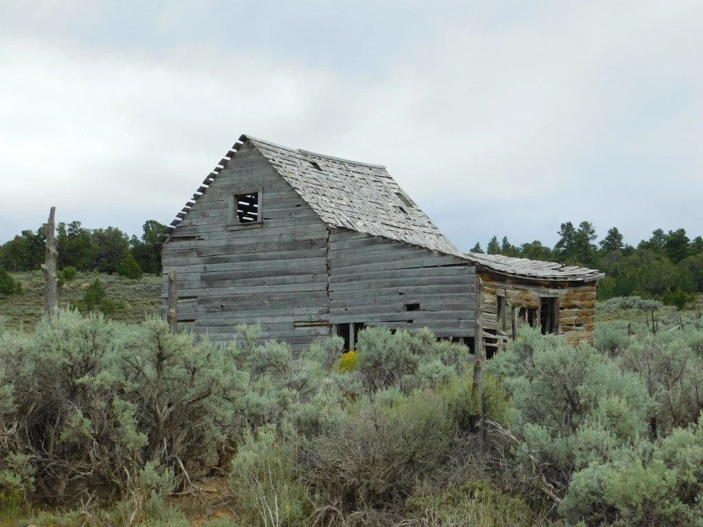 Abandoned wooden house with a damaged roof and sagging extension amid tall gray-green shrubs.