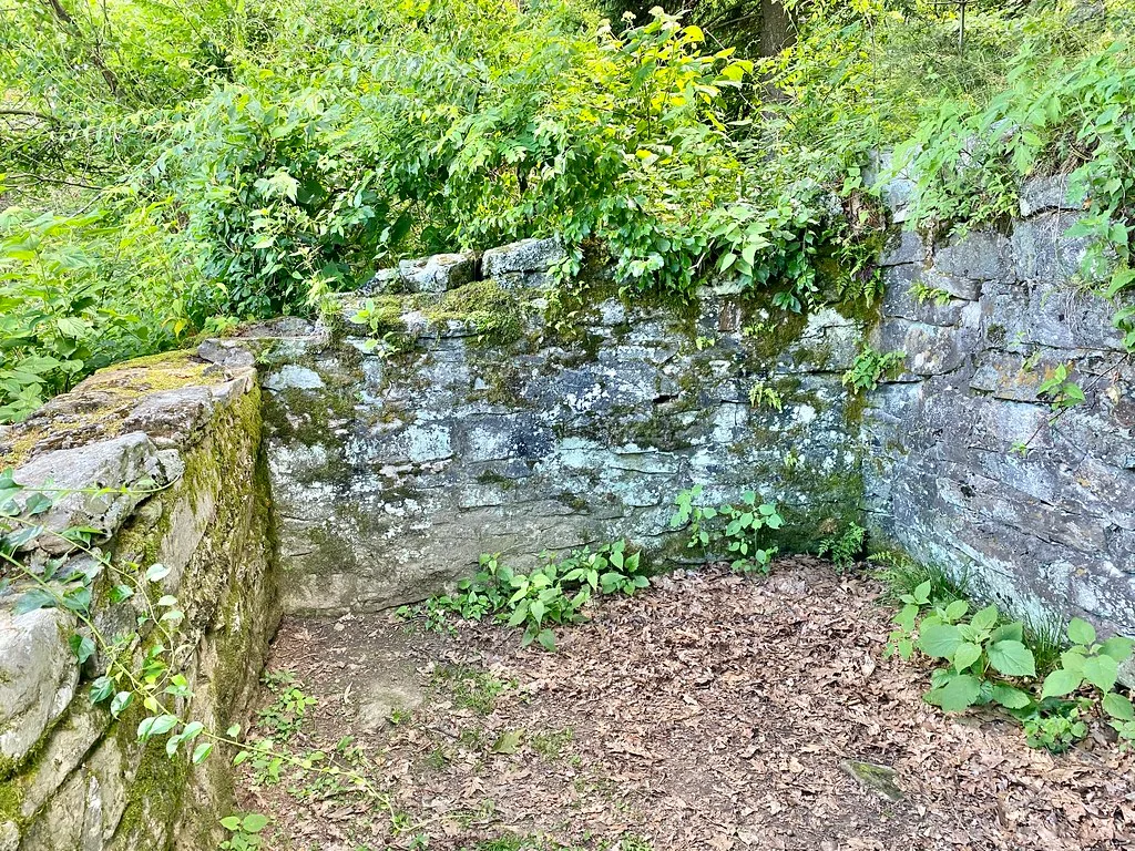 Corner of stone walls in a roofless ruin, covered with moss and plants above a floor of fallen leaves.