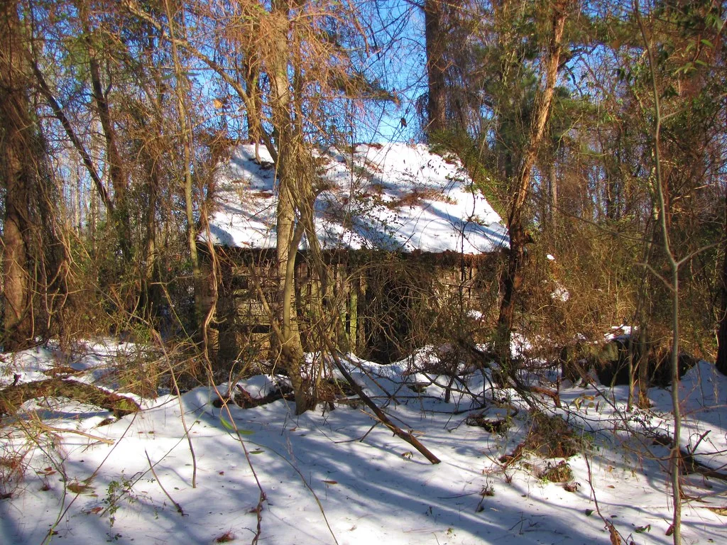 Old vine-covered cabin under snow in a forest.