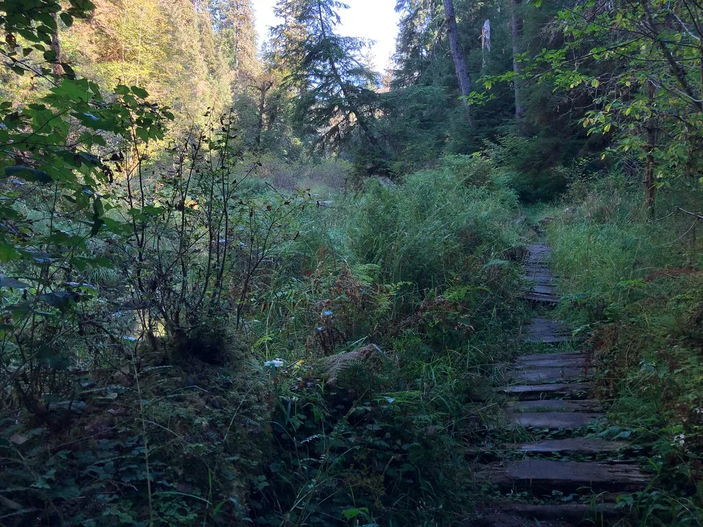 Old wooden walkway with gaping planks overgrown with vegetation.
