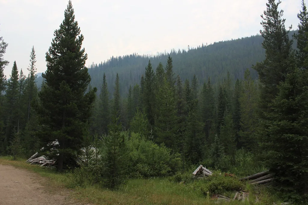 Remains of collapsed log cabins beside a forest track.