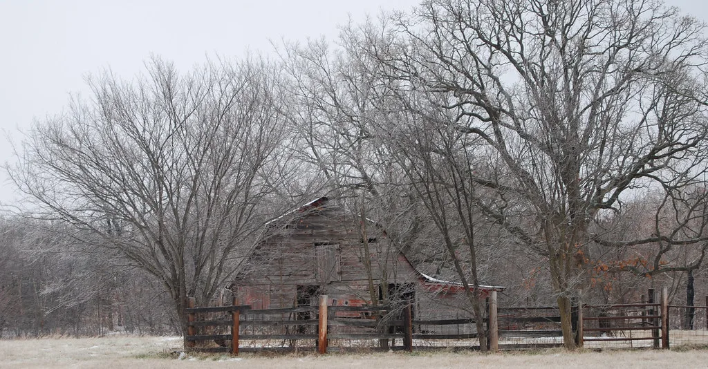 Abandoned grey wooden barn with a sagging roof and gaps in its cladding behind a fence among winter trees.
