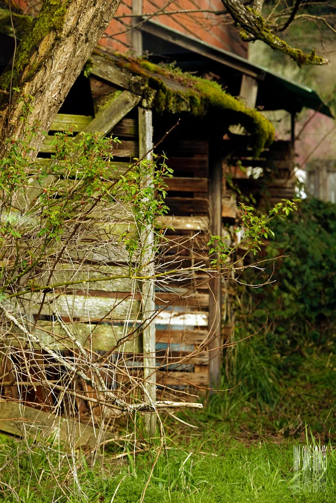 Annexe abandonnée en bois au toit couvert de mousse et aux parois disjointes.