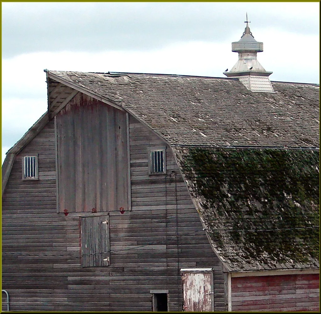 Old wooden barn with a heavily weathered moss-covered roof.
