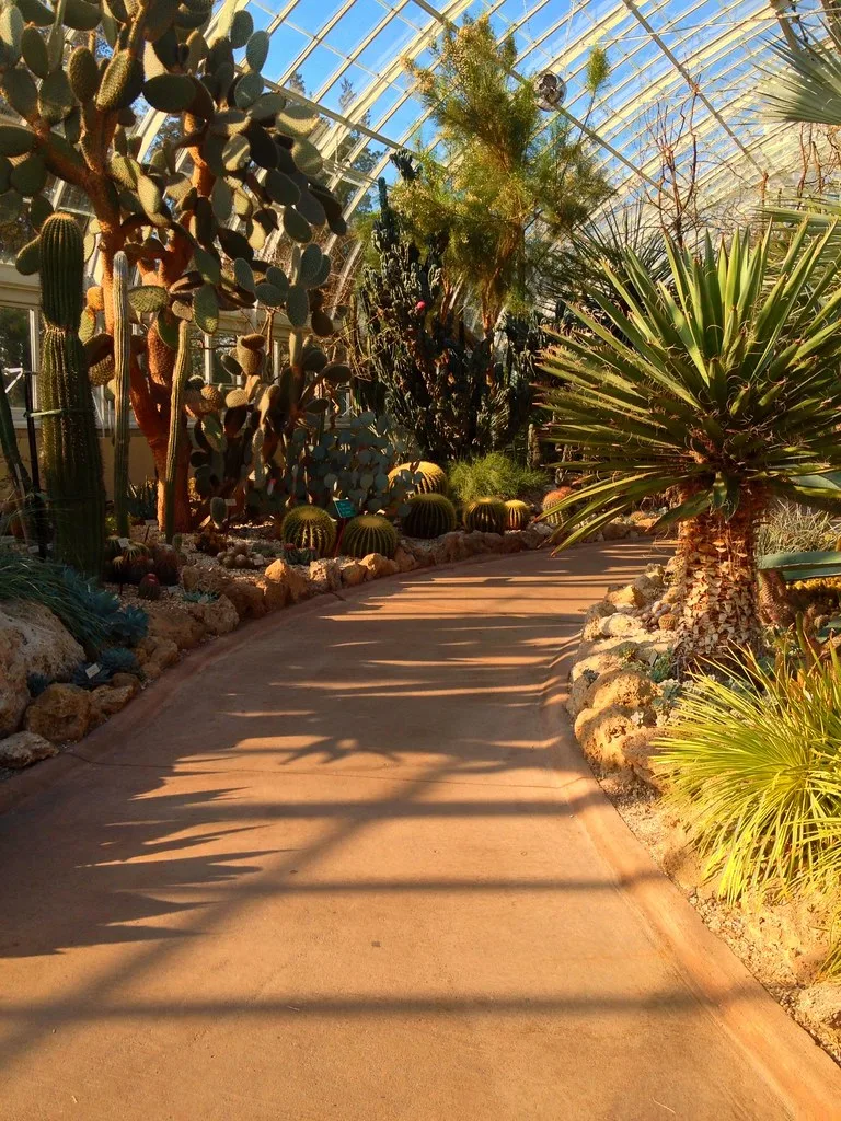 Path and glass roof inside the desert house of the Enid A. Haupt Conservatory