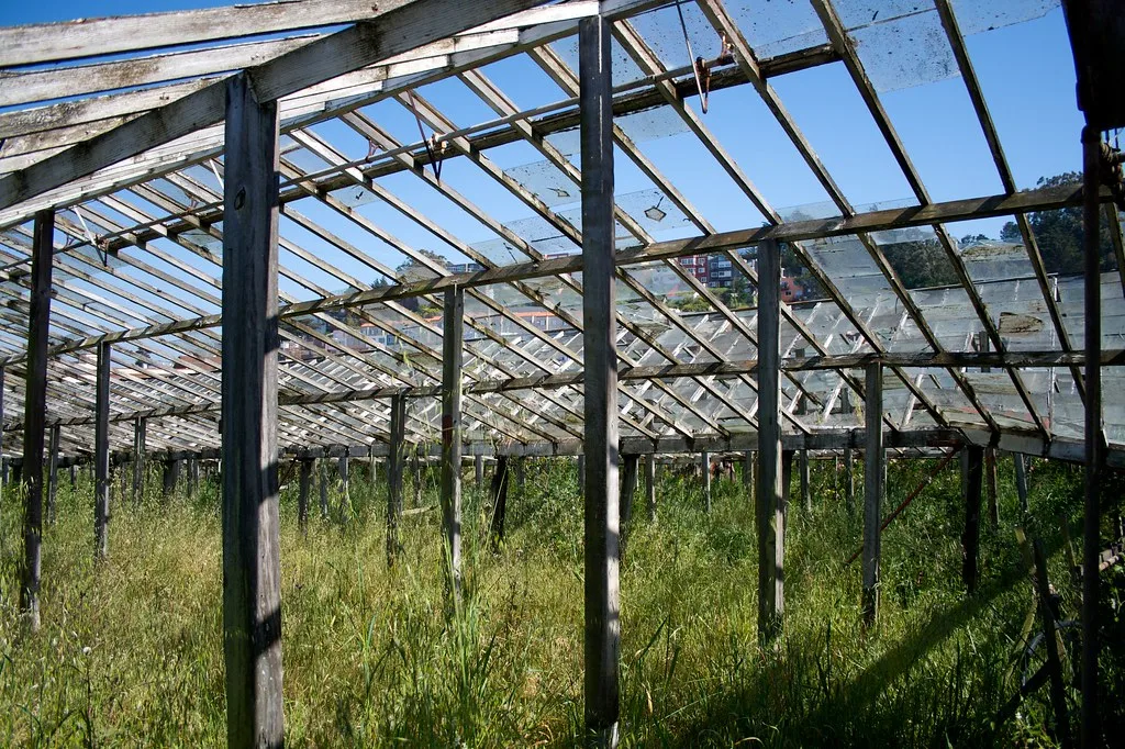 Interior of an abandoned greenhouse with broken panes and a grey wooden frame above tall grass.