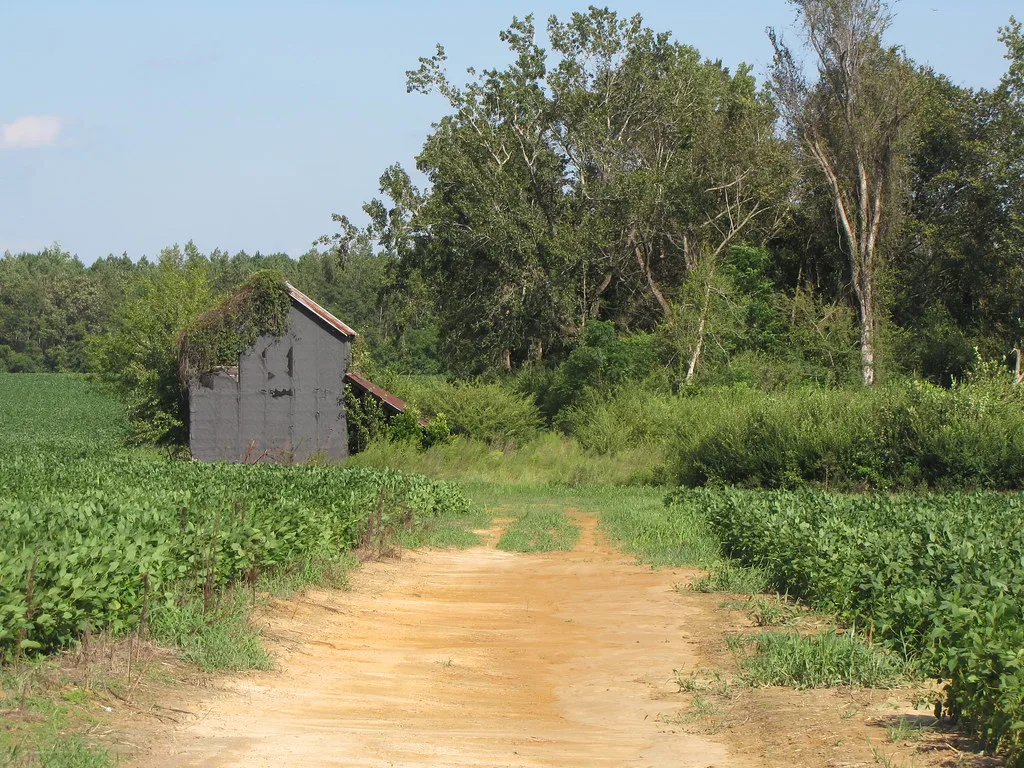 Small disused gray building covered in vines at the edge of a cultivated field.