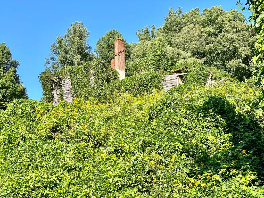 Wooden house ruins and a brick chimney beneath dense vegetation.
