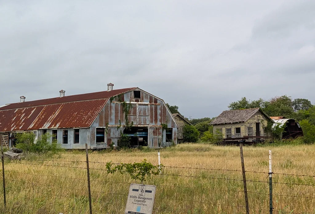 Abandoned barn with a rusty metal roof, empty openings and ivy on its cladding, beside a small house in tall grass.