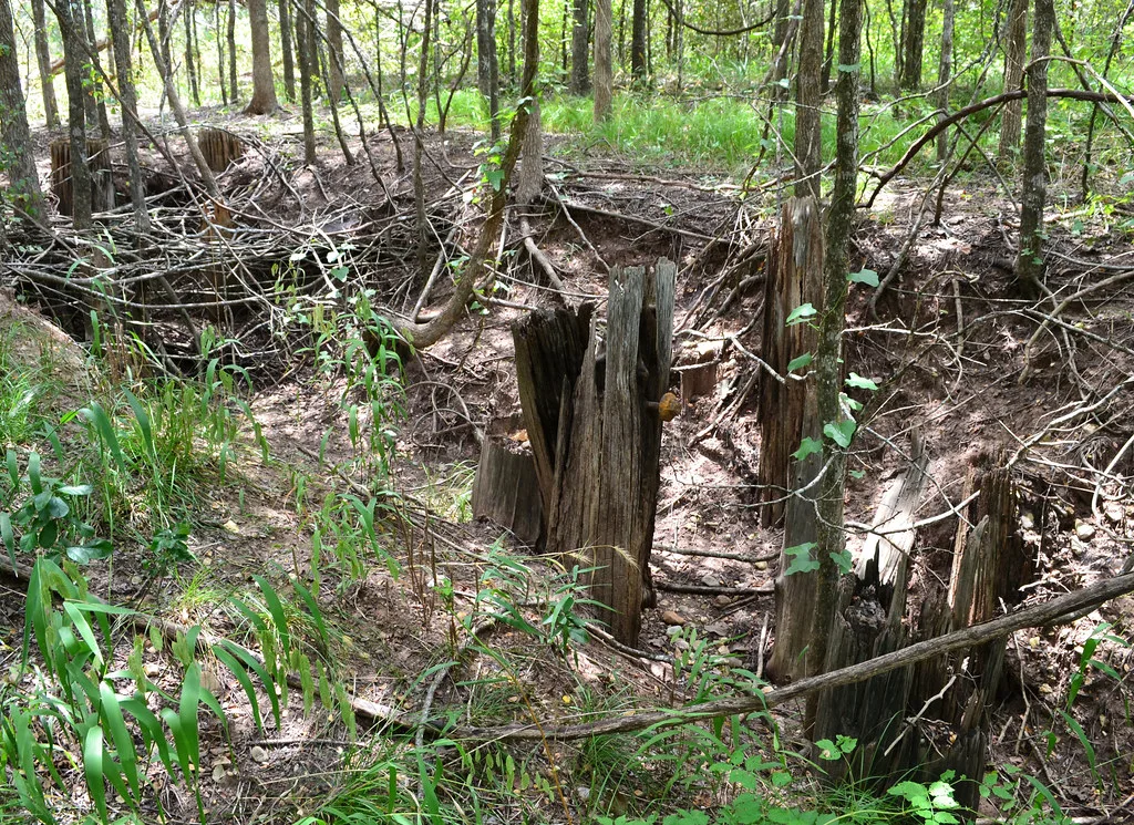 Vestiges de poteaux de bois dégradés dans un fossé forestier.