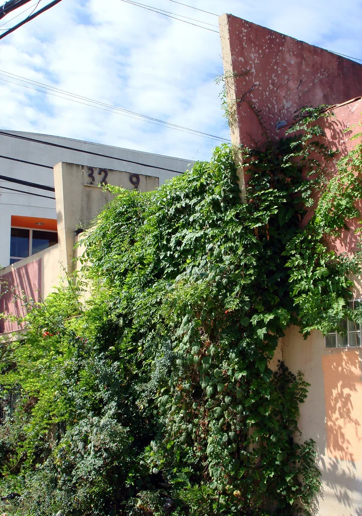 Faded pink facade overgrown with climbing vegetation.