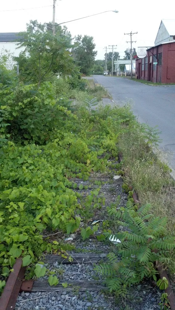 Rusty rails and sleepers overtaken by vegetation beside an industrial street.