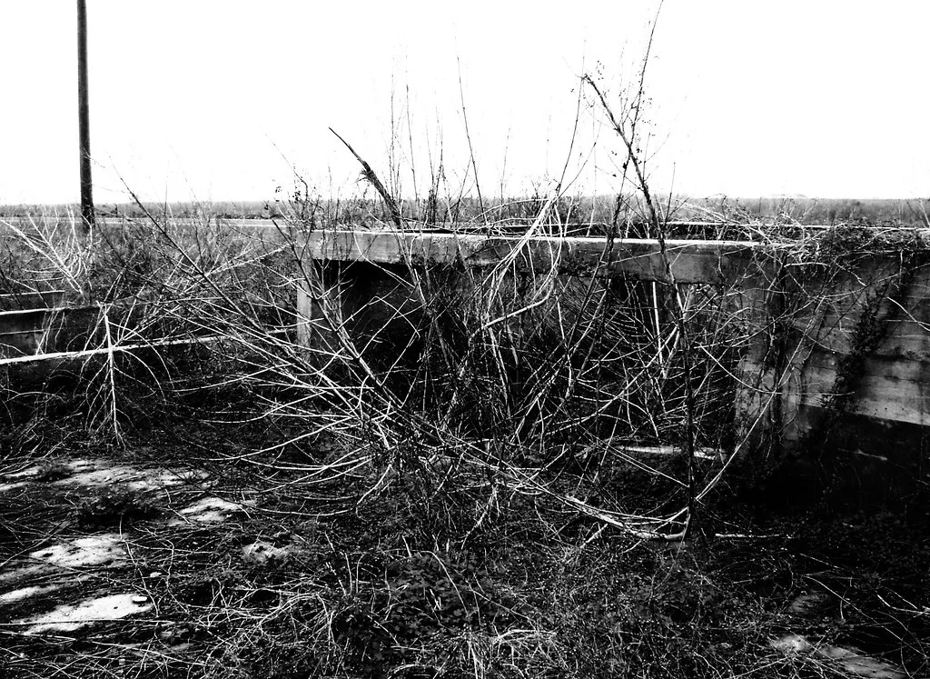 Vestige de structure en béton envahi d’arbustes secs.
