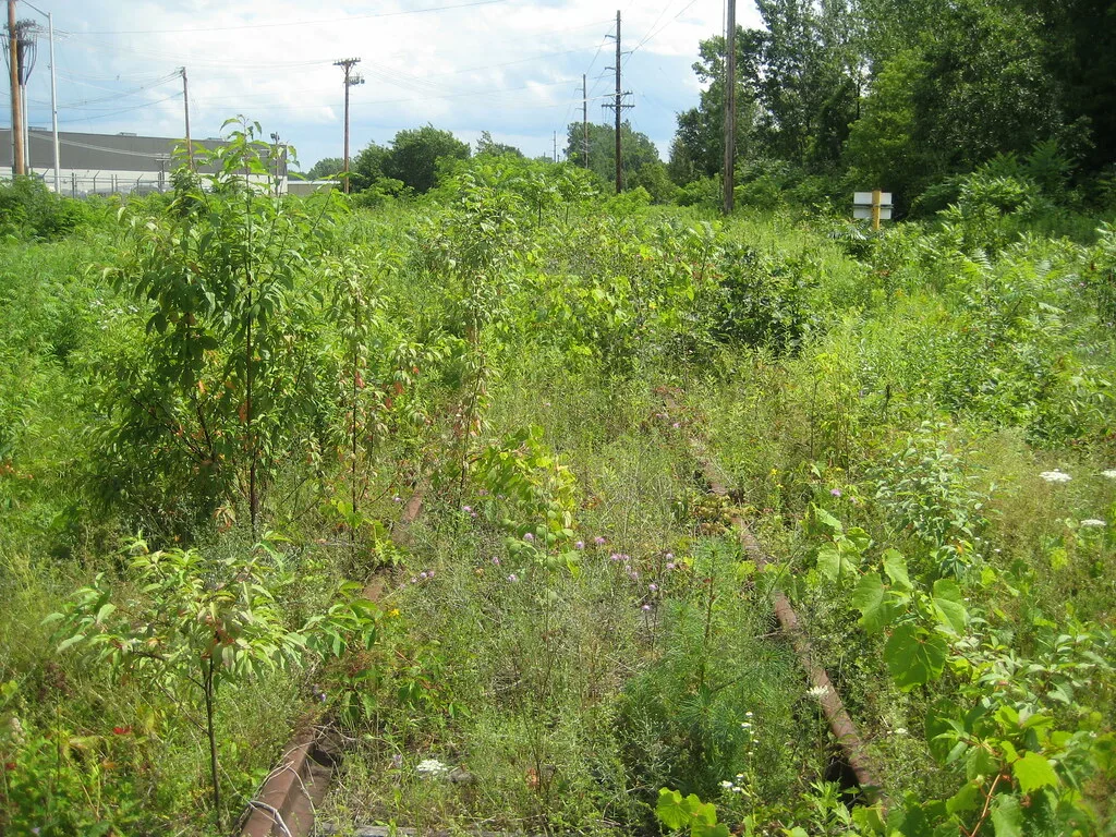 Ancienne voie ferrée envahie de hautes herbes et de jeunes arbres.