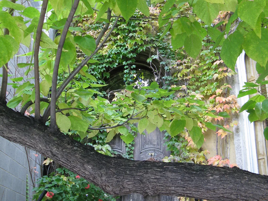 Old wooden door overgrown with ivy behind a tree.