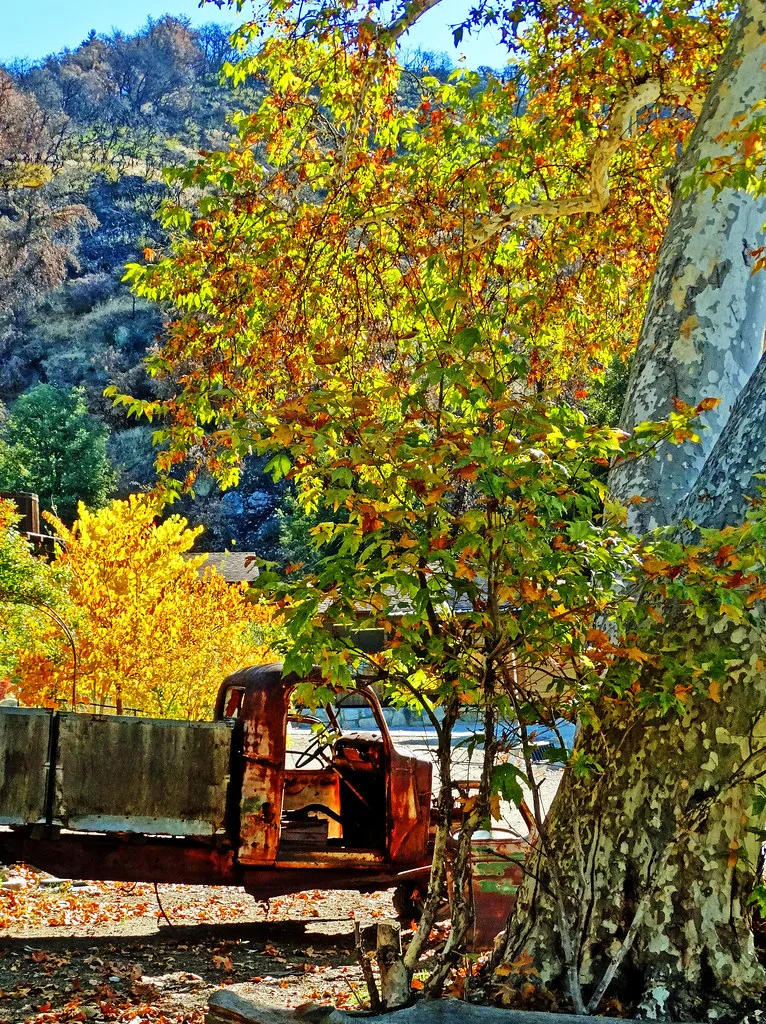 Rusting old truck beneath autumn-coloured trees in Oak Glen
