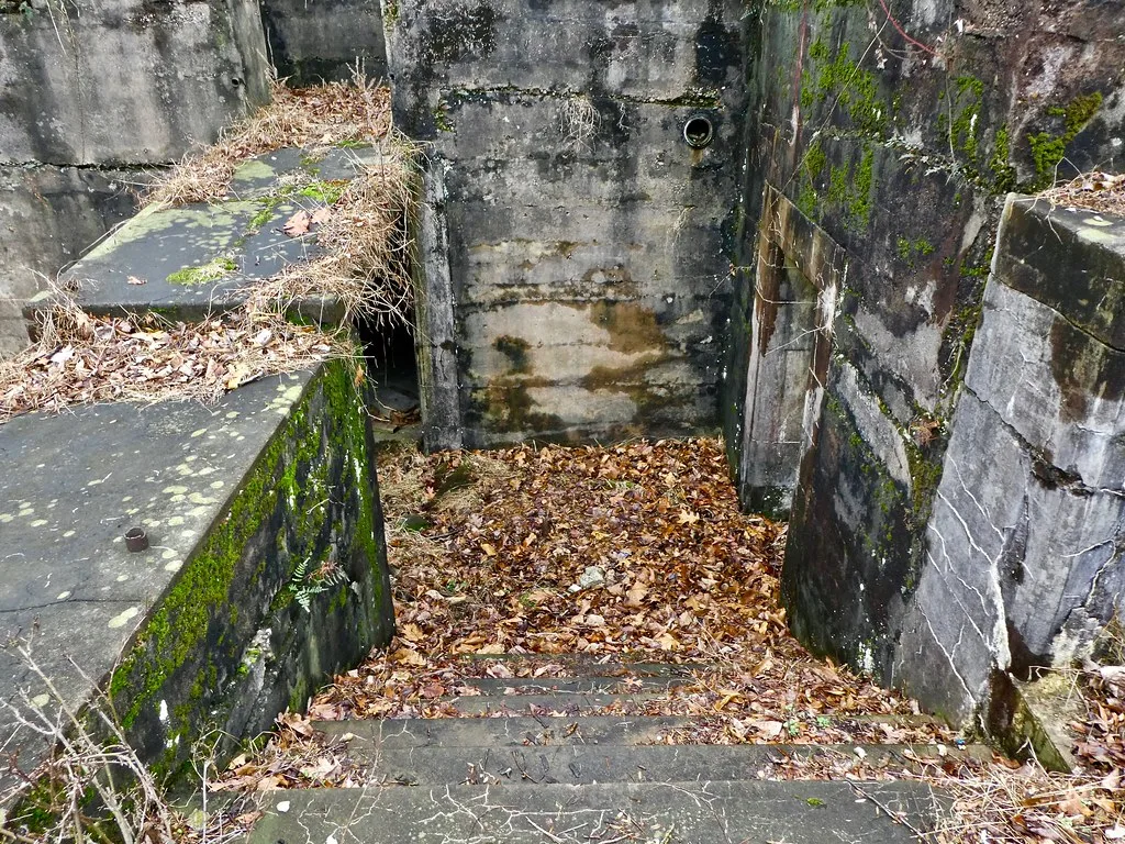 Escalier de béton délaissé couvert de feuilles entre des murs moussus et fissurés.
