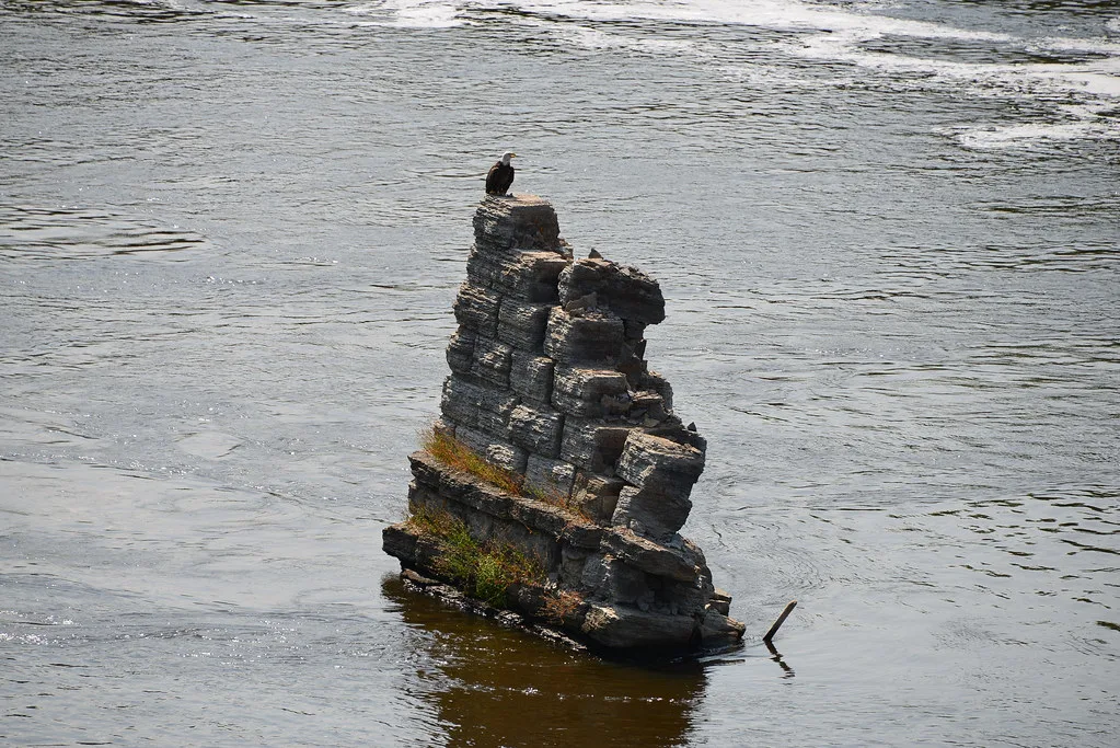 Remnant of an old pier at St. Anthony Falls with a bird perched on top.