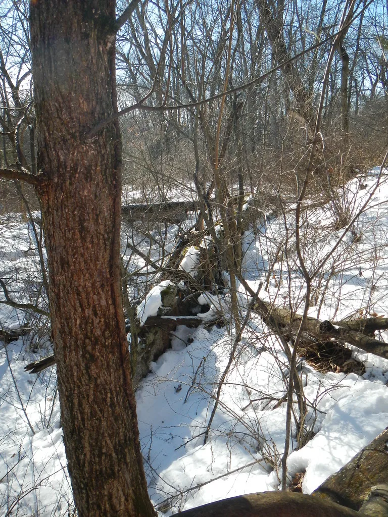 Snow-covered wall remains among trees and branches.