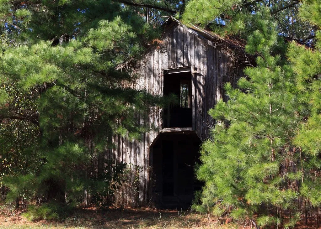 Abandoned grey wooden building with large empty openings on two levels, almost enveloped by pine branches.
