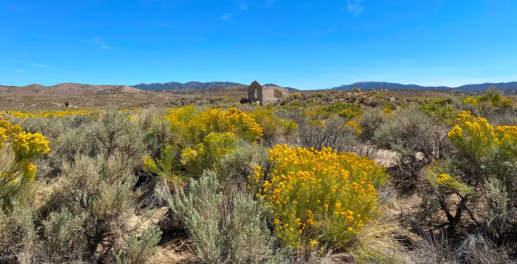 Small roofless stone ruin amid yellow-flowered shrubs in the desert.