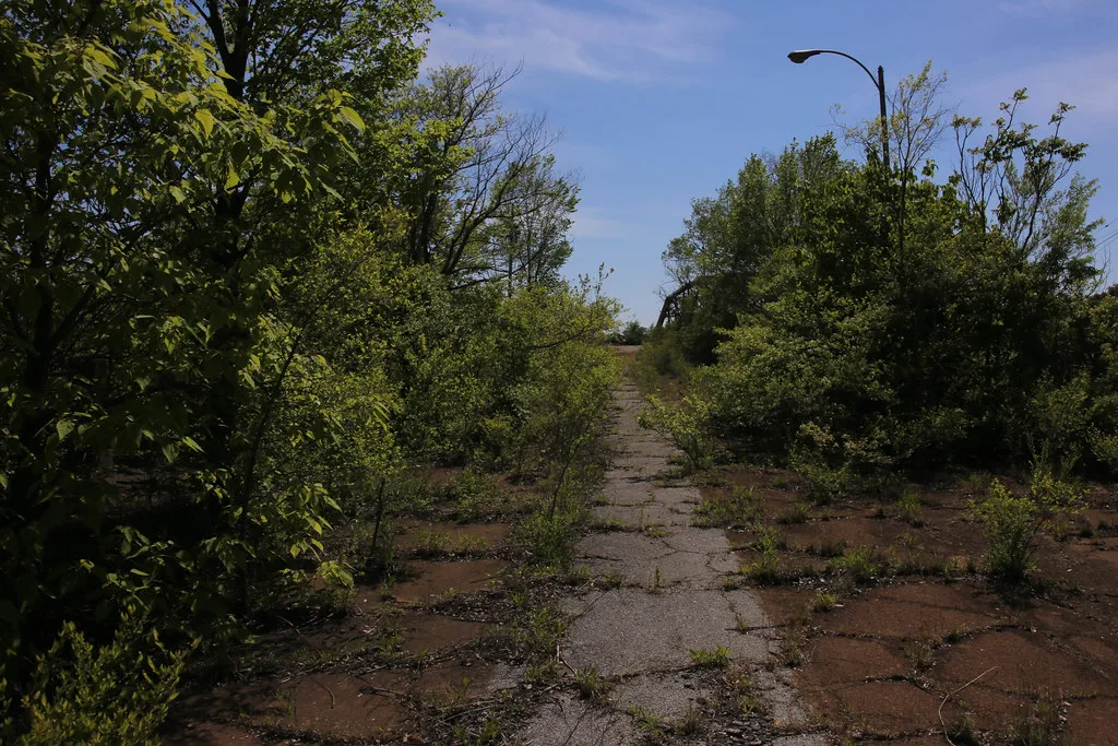 Disused asphalt road overgrown with trees and bushes beneath an isolated streetlight.