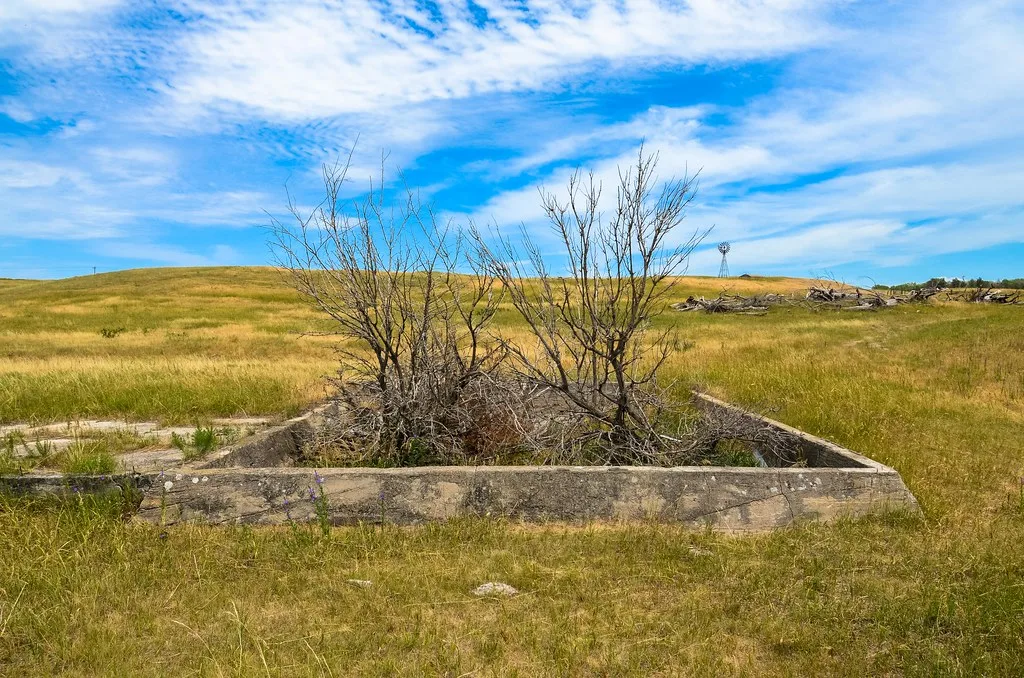 Old concrete foundations overgrown with shrubs in a meadow.