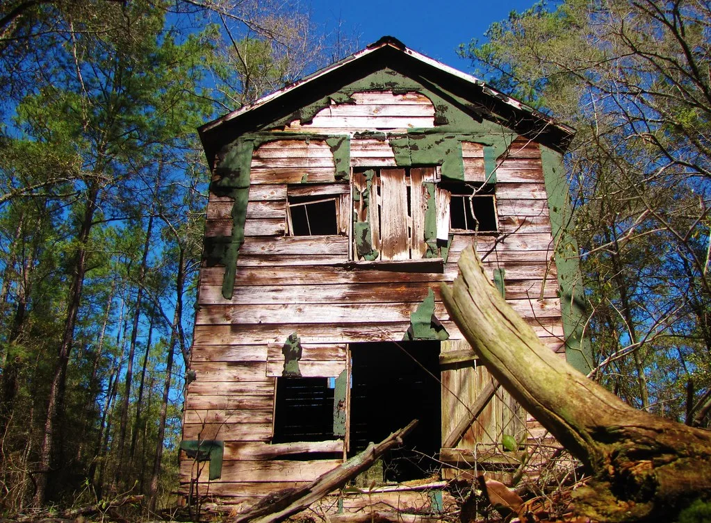 Old wooden building with empty openings behind a fallen tree.