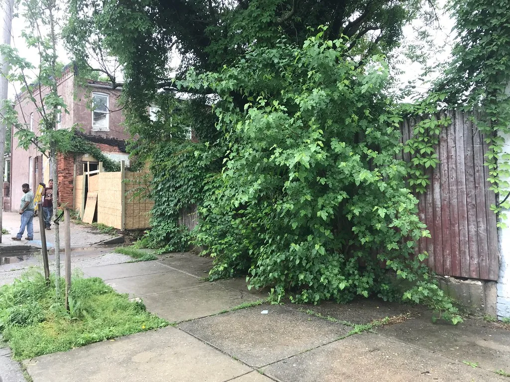 Boarded facade covered in climbing plants beside a pavement.