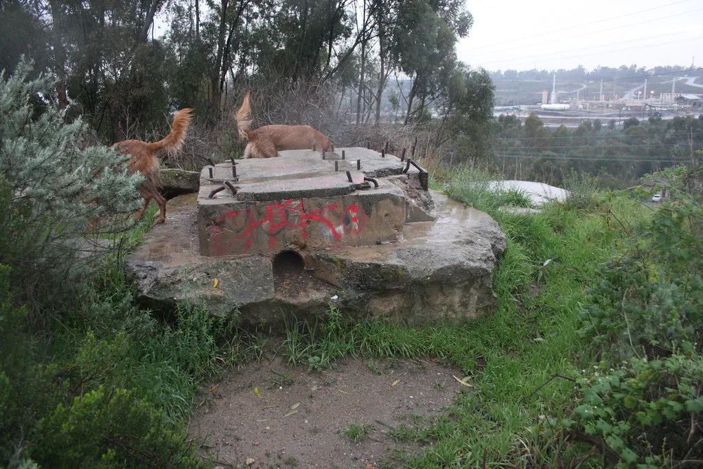 Old graffitied concrete footing with rusty bolts on a grassy slope and two dogs in the background.