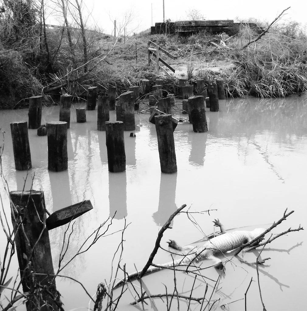 Rows of wooden piles without decking in murky water before an overgrown bank.
