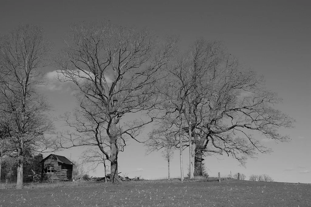 Small abandoned wooden building with gaps in its walls near collapsed debris beneath large trees, in black and white.