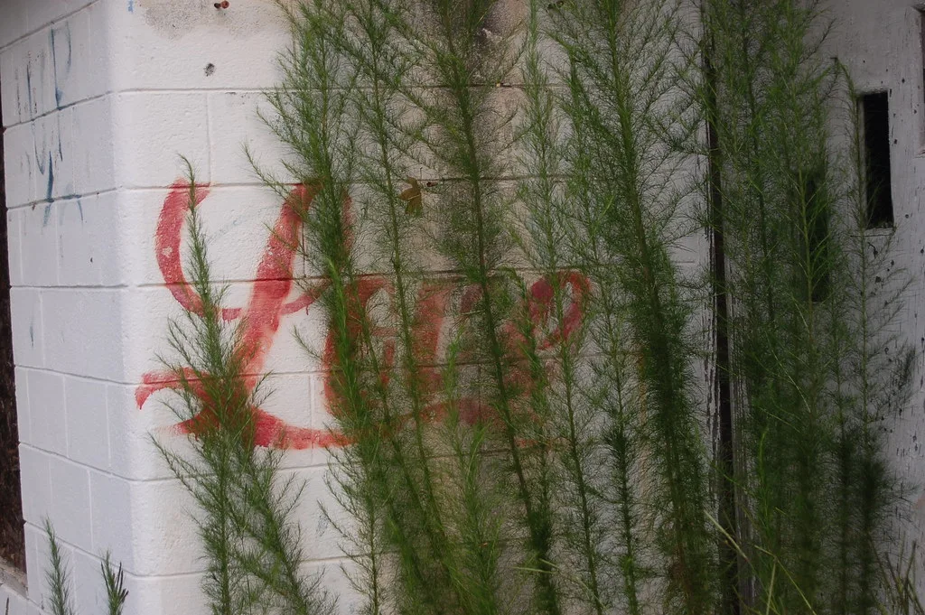 Façade graffitée et porte dégradée derrière de hautes plantes.