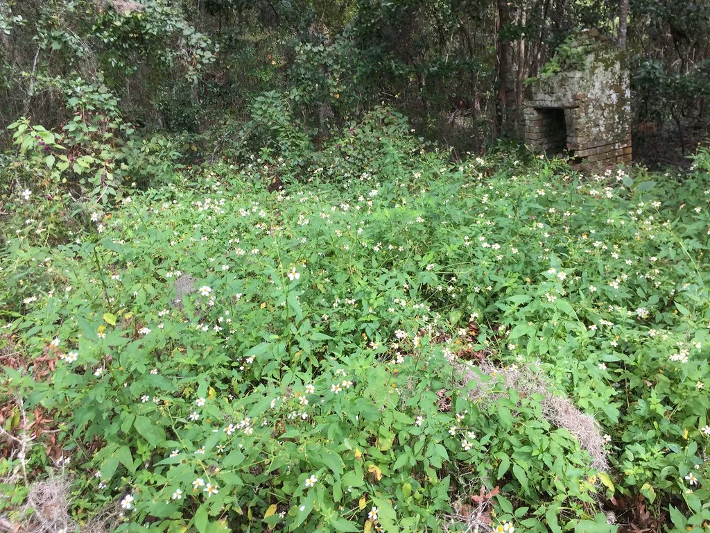 Vestige de cheminée maçonnée derrière des plantes en fleurs.