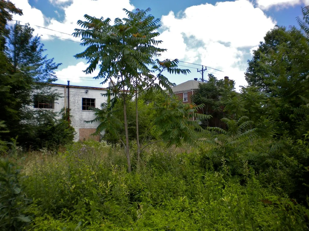Atelier blanc aux fenêtres cassées derrière une épaisse végétation spontanée.