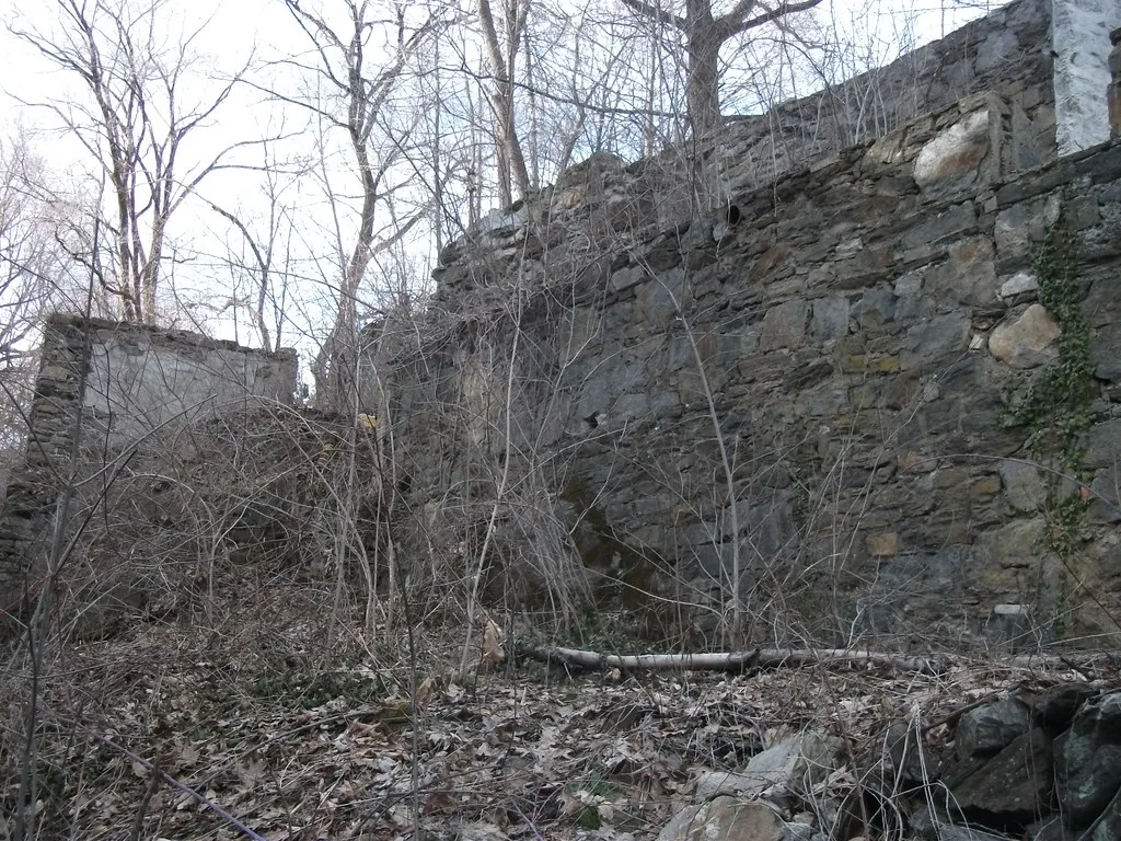 Walls of a stone ruin among saplings and fallen leaves.