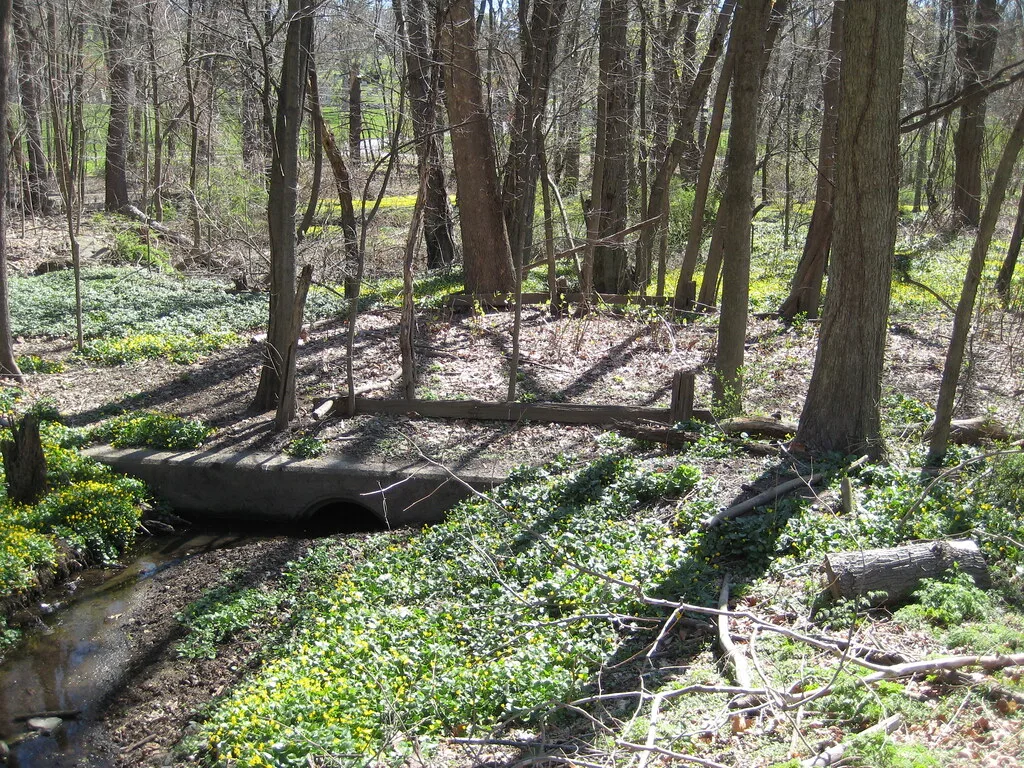 Old concrete culvert with a collapsed wooden railing in woodland.