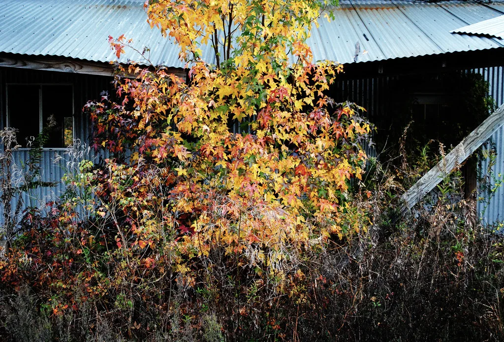 Old sheet-metal building with empty windows behind autumn vegetation.