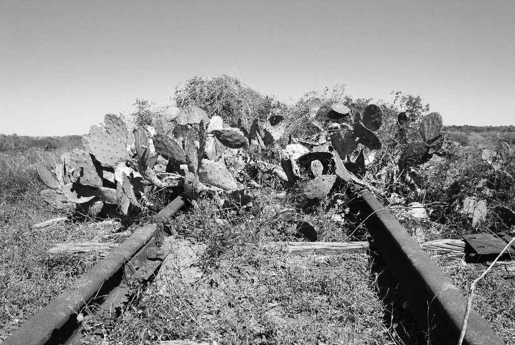 Rusty rails overgrown with cacti and grass, in black and white.