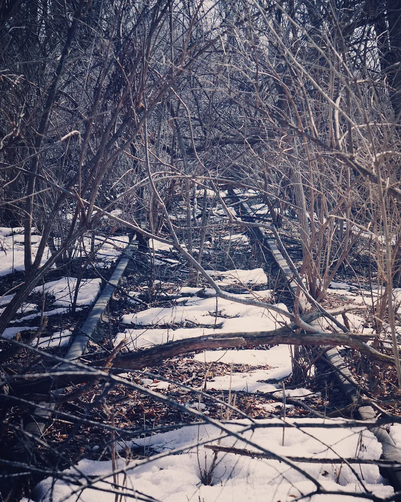 Snowy disused railway track overgrown with brush.